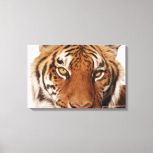 Lienzo Tigre (Panthera el Tigris), primer