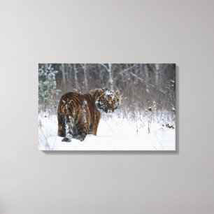 Lienzo Tigre (Panthera el Tigris) que se coloca en nieve