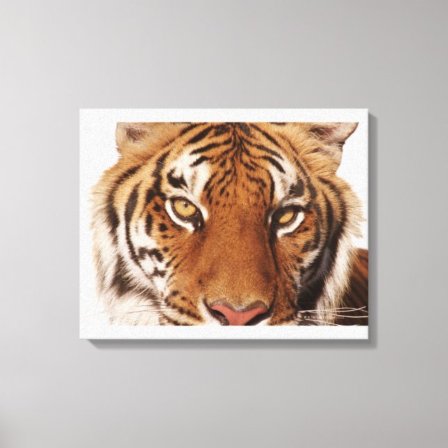 Lienzo Tigre (Panthera tigris), primer plano (Anverso)