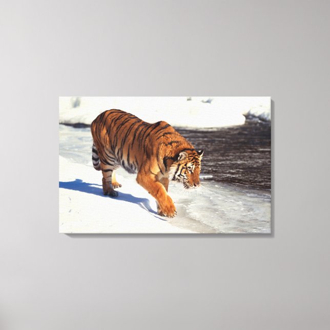 Lienzo Tigre siberiano 2 (Anverso)