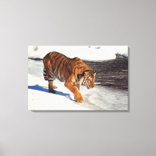 Lienzo Tigre siberiano 2