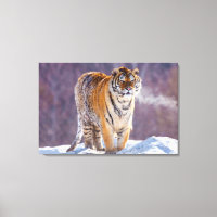 Tigre siberiano en la nieve, China