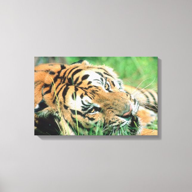 Lienzo Tigre tendido en la hierba (Anverso)