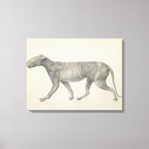 Lienzo Tigre: Visión lateral, con la piel y el tejido
