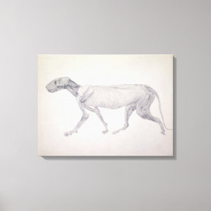 Lienzo Tigre: Visión lateral, disecada parcialmente, de