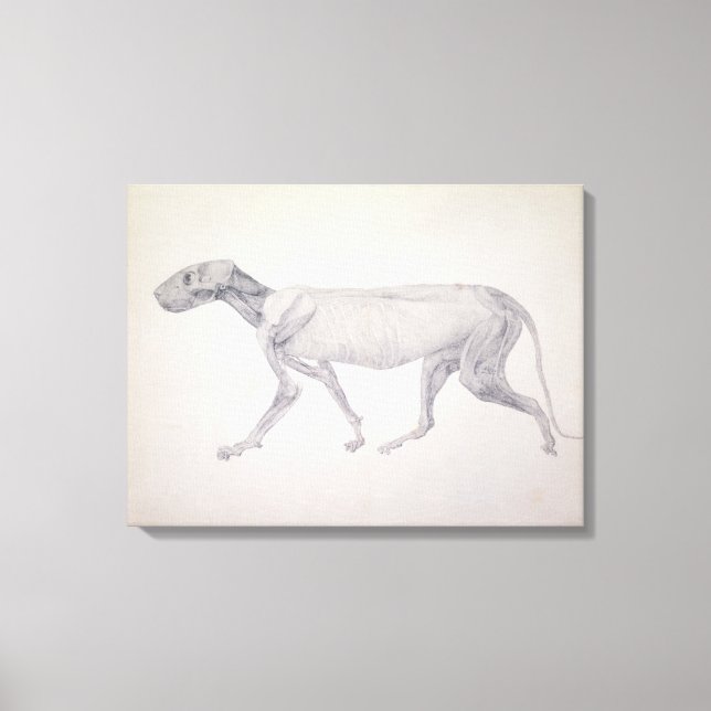 Lienzo Tigre: Vista lateral, parcialmente disecada, desde (Anverso)