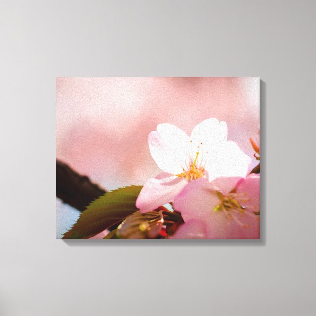 Lienzo Tímida flor de sakura se resguarda detrás de sus f (Anverso)