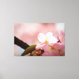 Lienzo Tímida flor de sakura se resguarda detrás de sus f