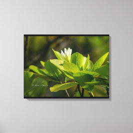 Lienzo Toile "Tiare Tahiti" photographie Itata'e Hoho'a 