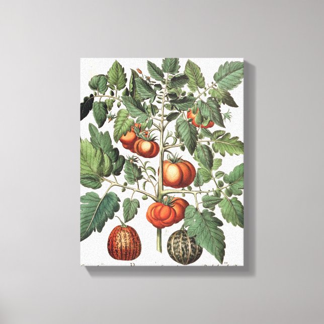 Lienzo Tomates y Melones: 1.Poma amoris fructu luteo; 2 (Anverso)