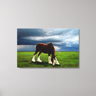 Lienzo Tormenta de Clydesdale