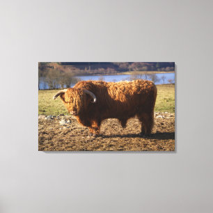 Lienzo Toro de ganado de las Tierras Altas, Escocia