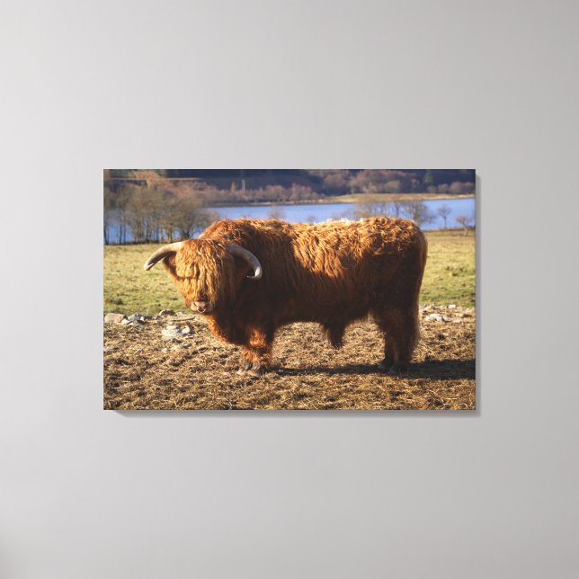 Lienzo Toro de ganado Highland, Escocia (Anverso)