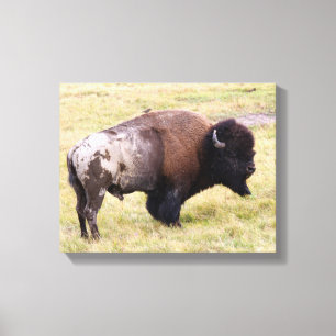 Lienzo Toro Dusty Bison en el parque Yellowstone