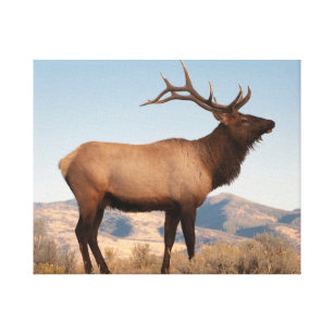 Lienzo Toro Elk Cerca De Mammoth   Wyoming