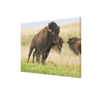 Lienzo Toro joven del bisonte de Fiesty en el Tallgrass