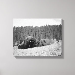 Lienzo Toro negro y blanco con su mate 11x14