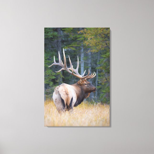 Lienzo Toro Rocky Mountain Elk (Anverso)