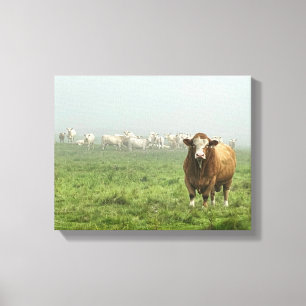 Lienzo Toro Simmental en Pasto