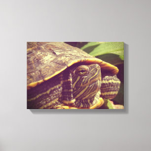 Lienzo Tortuga
