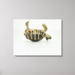 Lienzo Tortuga al revés, equilibrando en cáscara