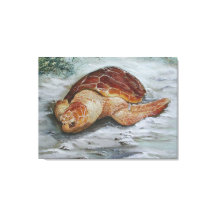 Tortuga Cabeza de Loggerhead - Isla St George