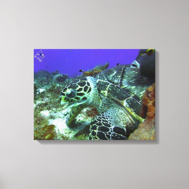 Lienzo Tortuga Cozumel #3 (Anverso)