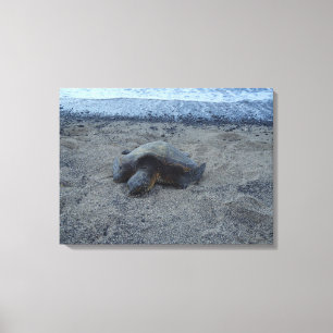 Lienzo Tortuga de arena dorada Kiholo Bay