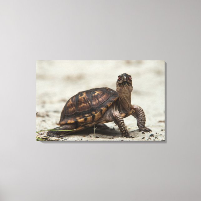 Lienzo Tortuga de caja común (Anverso)
