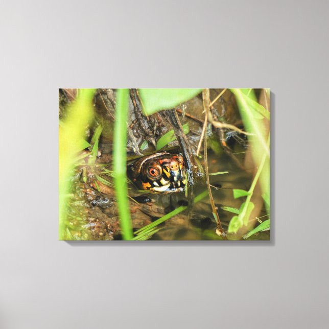 Lienzo Tortuga de caja y tadpoles (Anverso)