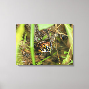 Lienzo Tortuga de caja y tadpoles