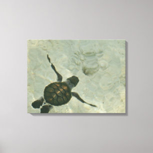 Lienzo Tortuga Del Mar Bebé Nadando Hacia El Mar