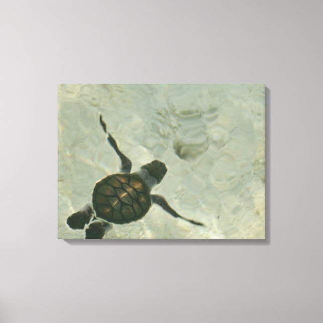 Lienzo Tortuga Del Mar Bebé Nadando Hacia El Mar (Anverso)