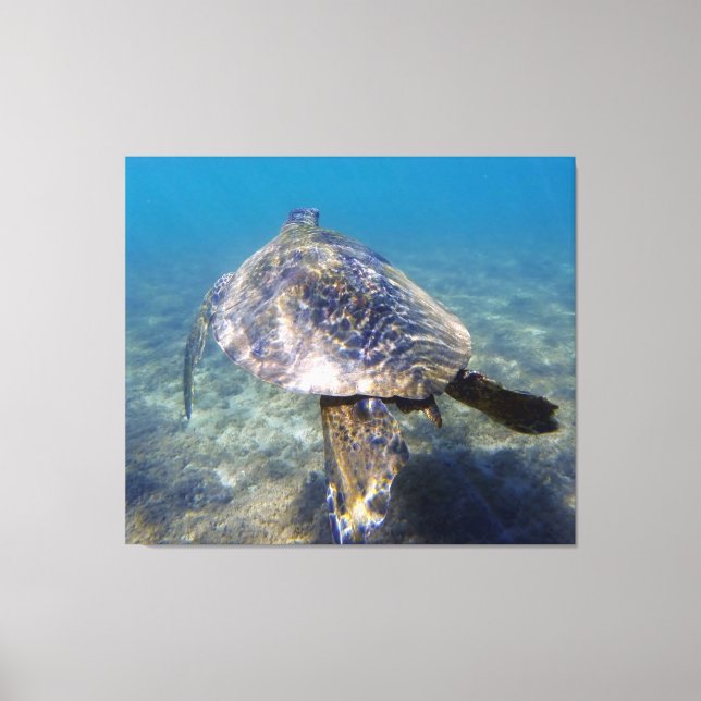Lienzo Tortuga gigante (Anverso)
