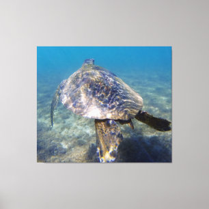 Lienzo Tortuga gigante
