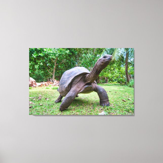 Lienzo Tortuga gigante de Aldabra (Anverso)