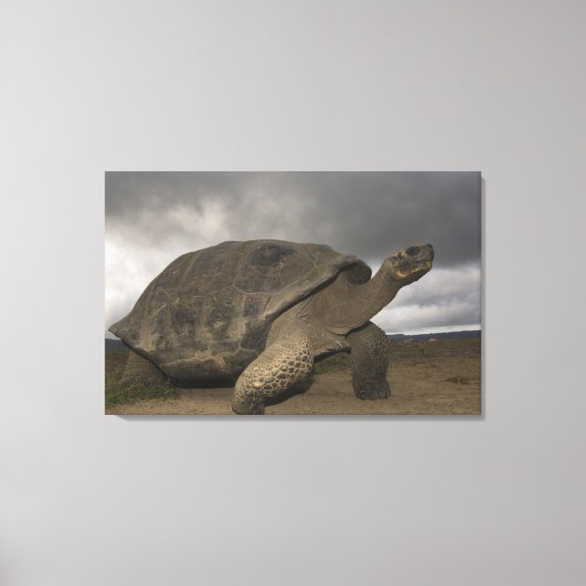 Lienzo Tortuga gigante de Galapagos Geochelone (Anverso)