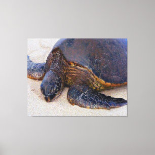 Lienzo Tortuga hawaiana en la playa