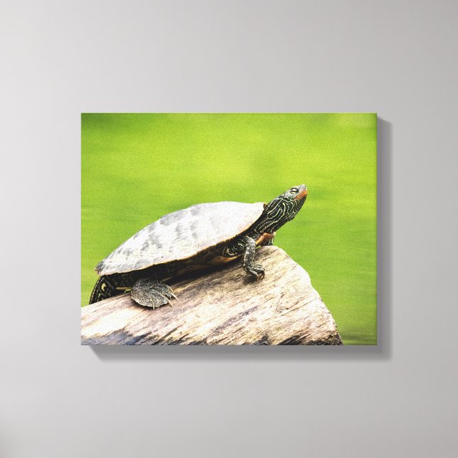 Lienzo Tortuga pintada 14x11 en un tronco (Anverso)