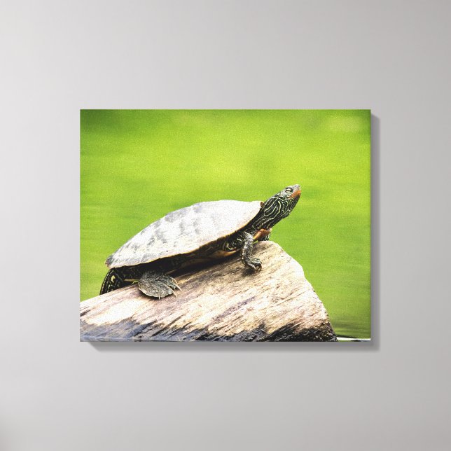 Lienzo Tortuga pintada 20x16 en un tronco (Anverso)