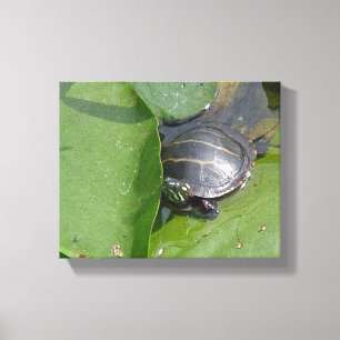 Lienzo Tortuga pintada bebé en hojas de nenúfar