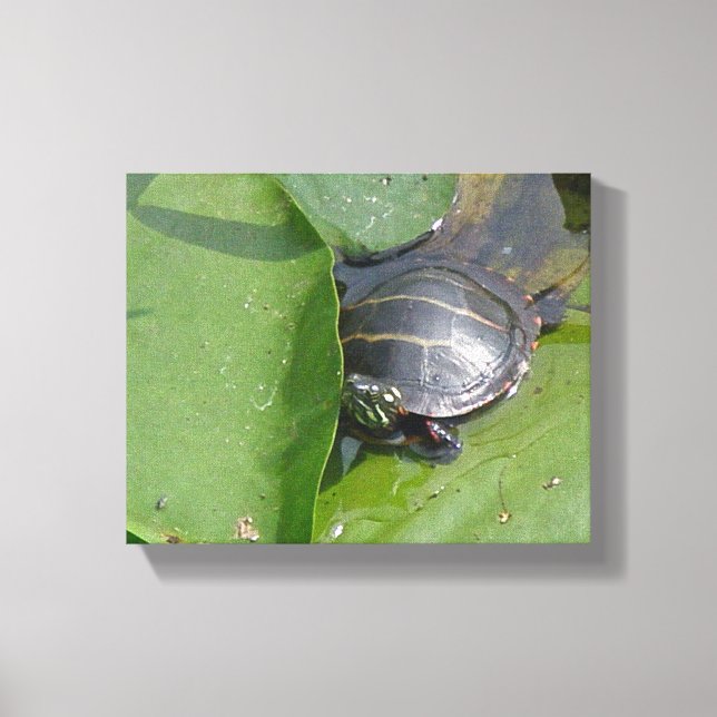 Lienzo Tortuga pintada bebé en hojas de nenúfar (Anverso)