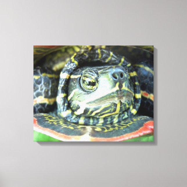 Lienzo Tortuga pintada (Chrysemys picta) 2 (Anverso)