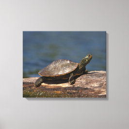 Lienzo Tortuga pintada en un tronco