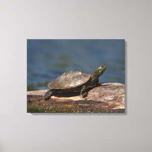 Lienzo Tortuga pintada en un tronco