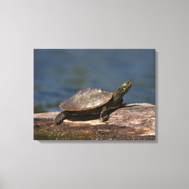 Lienzo Tortuga pintada en un tronco (Anverso)