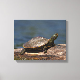 Lienzo Tortuga pintada en un tronco