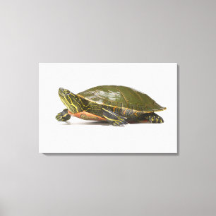 Lienzo Tortuga pintada occidental (bellii del picta del