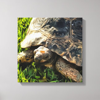 Lienzo Tortuga salvaje en la pradera de hierba