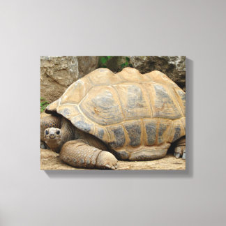 Lienzo Tortuga sonriente 14"x11"